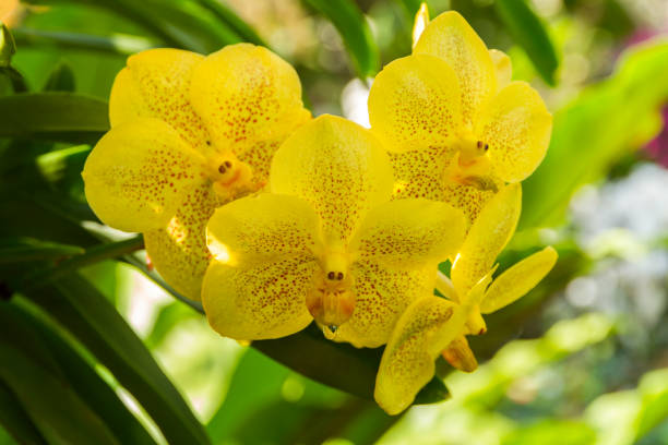 Beautiful yellow orchid, Vanda denisoniana flower. Beautiful yellow orchid, Vanda denisoniana flower in garden decoration. vanda denisoniana stock pictures, royalty-free photos & images