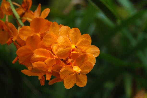 Orange orchid, Vanda denisoniana flower. Orange orchid, Vanda denisoniana flower in garden decoration. vanda denisoniana stock pictures, royalty-free photos & images