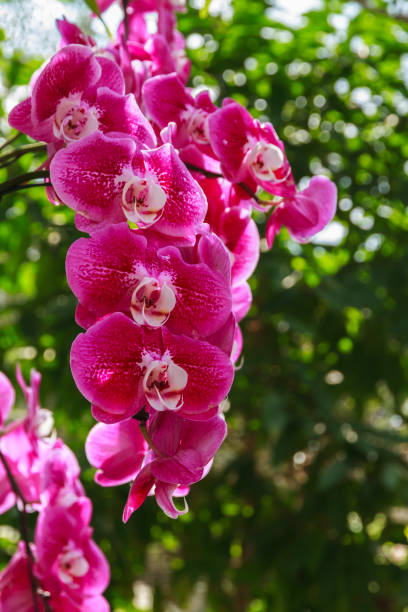 Beautiful pink orchid, Vanda denisoniana flower. Beautiful pink orchid, Vanda denisoniana flower in garden decoration. vanda denisoniana stock pictures, royalty-free photos & images