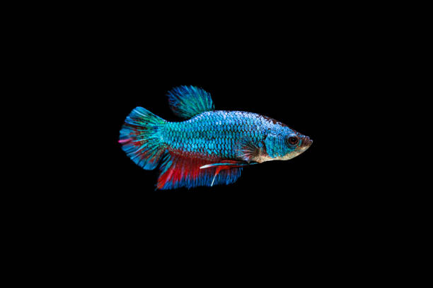 istock Selective Focus of Blue Short Tail Siam Betta Fighting Fish on Black Background 911582656