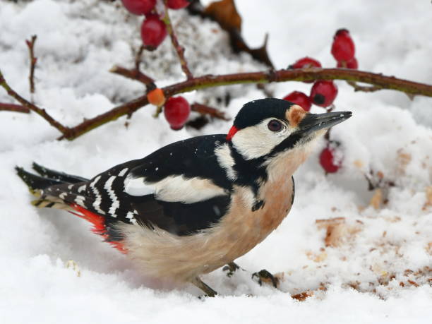 great spotted woodpecker great spotted woodpecker looking for food near feeder dendrocopos major great spotted woodpecker in the snow stock pictures, royalty-free photos & images