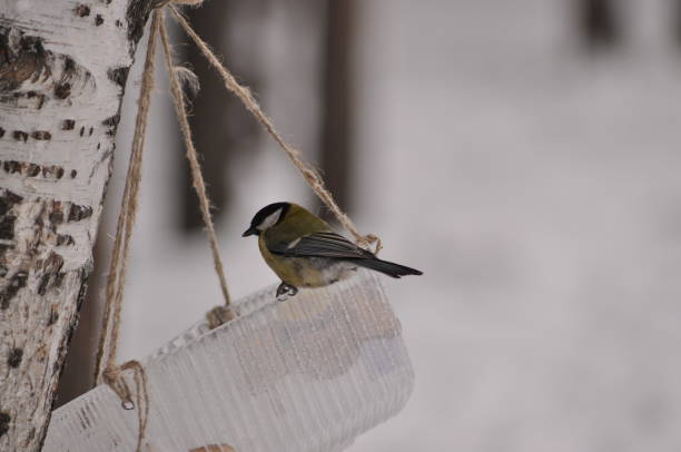 istock Tit in the Park on a plastic box 911582988
