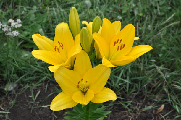 istock Yellow lilies in the garden 911583002