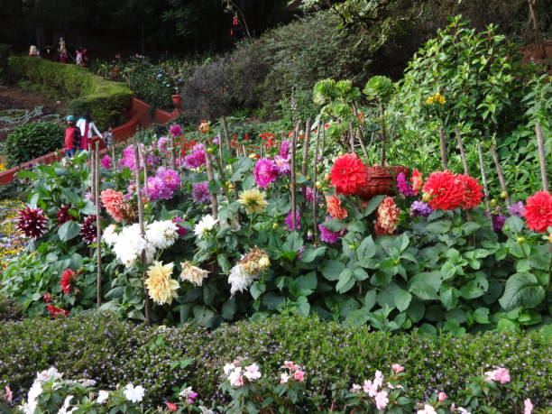 Flower garden at botanical garden ooty, india. stock photo