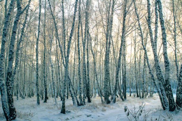 istock Winter birch forest in Russia 911585956
