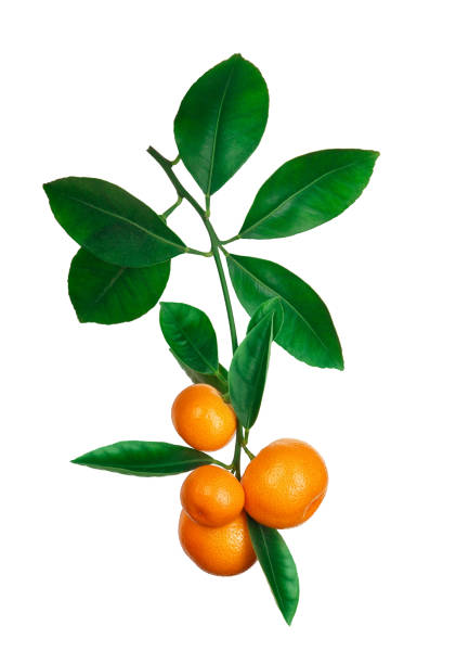 istock tangerines on branch isolated on white 911586046