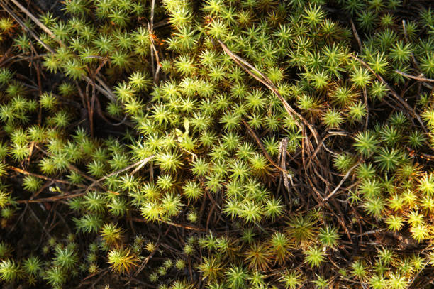istock Forest's ground green polytrichum plant in sunlight 911586194