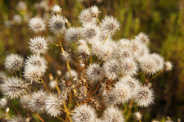 istock Hieracium umbellatum white plant look like dandelion 911586200