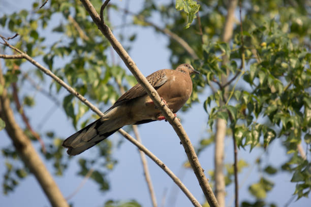 istock Pigeon sitting on tree branch 911586250