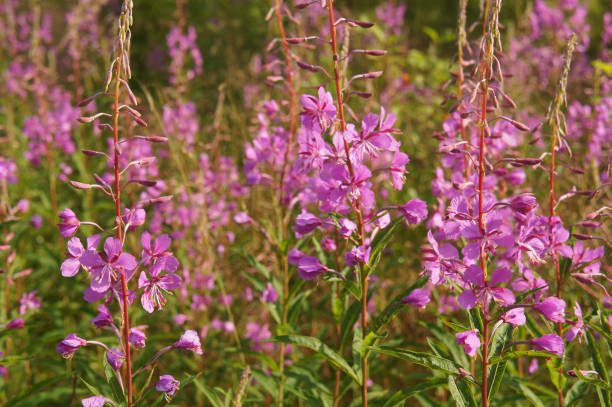 istock Chamerion angustifolium or fireweed or great willowherb or rosebay or ivan tea 911586284