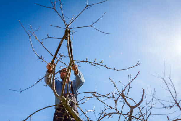 istock Gardener is cutting branches, pruning fruit trees with pruning shears in the orchard 911586592