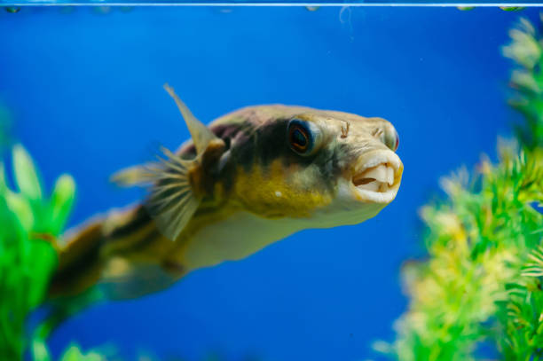 istock Tetraodon lineatus 911586810