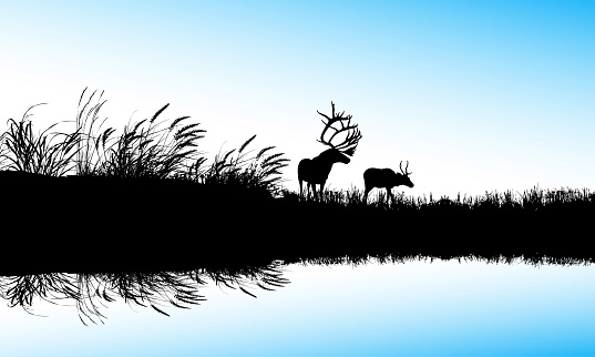 Elk and deer by the odge of a pong with blue colored water