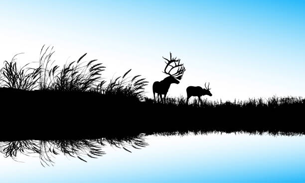 The Waters Edge Elk and deer by the odge of a pong with blue colored water national grassland stock illustrations
