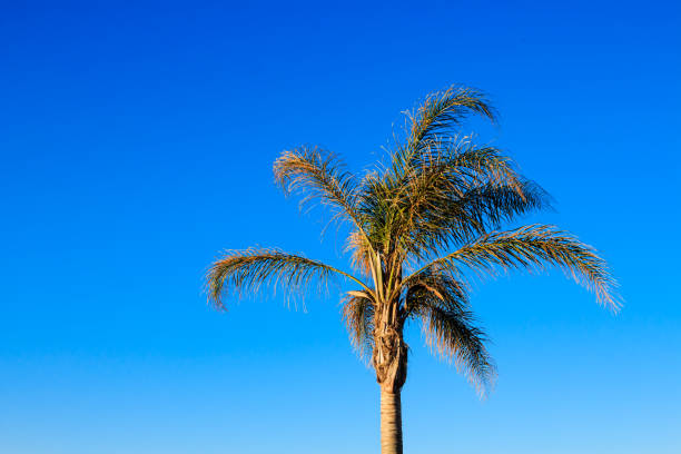 istock Palm trees in front of blue sky 911594070