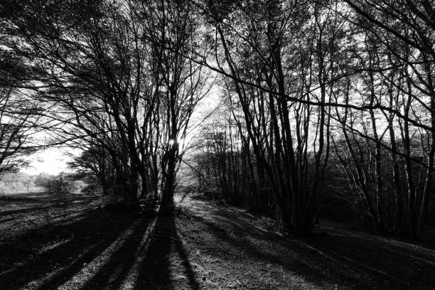 istock Trees in Canfaito forest (Marche) at sunset with low sun filtering through and long shadows 911600886