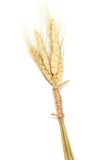 istock Macro Group gold Ears of wheat isolated on white background 911603662