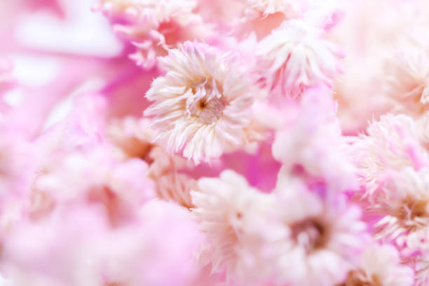 istock Background Dry Tabebuia rosea pink background 911603928