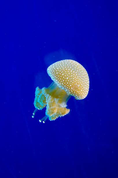 istock Glowing jellyfish in aquarium 911604286