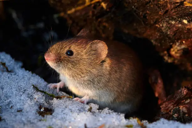 This cute vole took his time to ensure that the coast was clear.