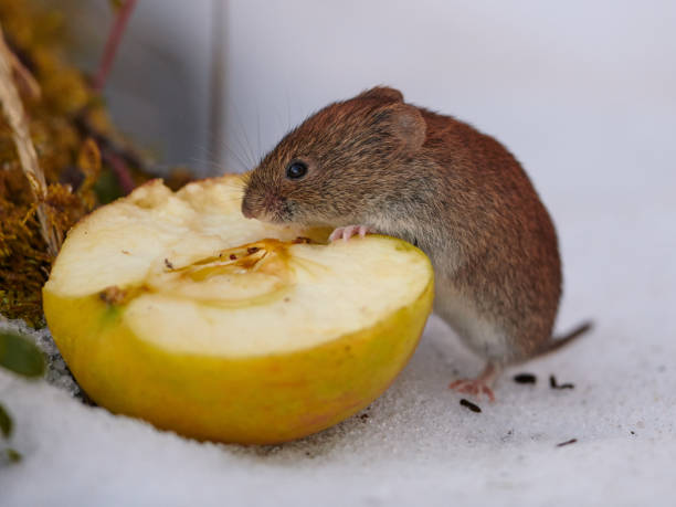 istock Abundance of food 911604350