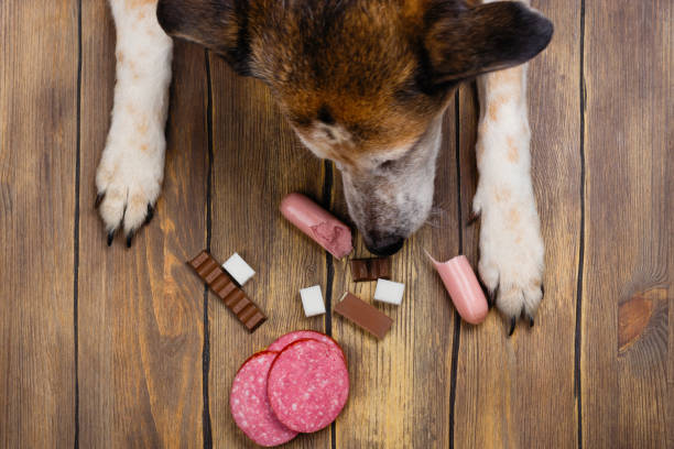 il cane mangia cibo vietato. pasto malsano per gli animali - cane sugar foto e immagini stock