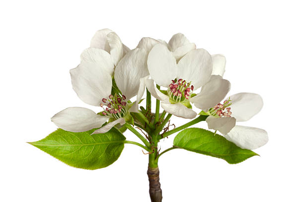 apple-tree blossom stock photo