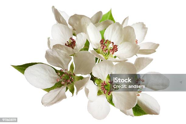 Apple Blossom Stockfoto und mehr Bilder von Apfel - Apfel, Apfelbaum-Blüte, Ast - Pflanzenbestandteil