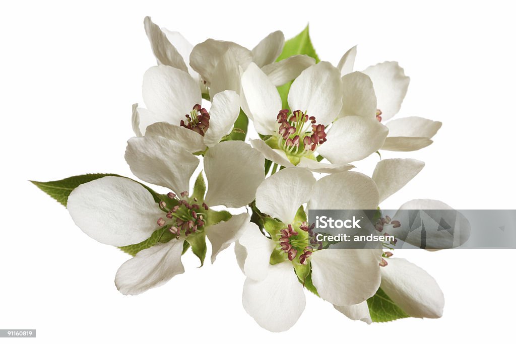 Flor de manzano - Foto de stock de Belleza de la naturaleza libre de derechos