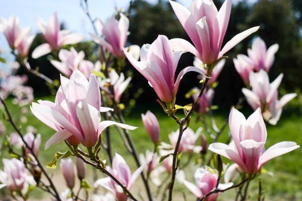 istock blooming magnolia flowers 911608704