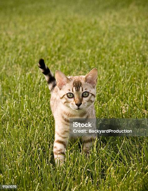 Bengal Kitten Facing Camera Stock Photo - Download Image Now - Animal, Animal Whisker, Beauty In Nature