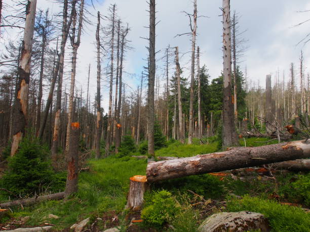 istock Forest dying in the Harz mountains, restarting nature 911611542