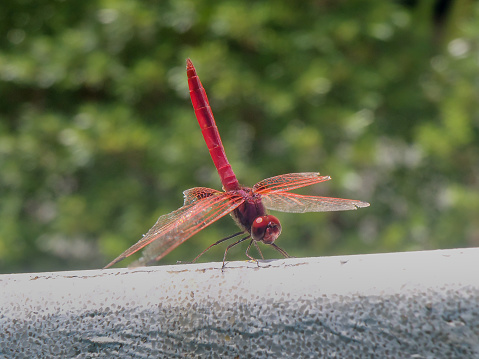 Red-veined dropwing Dragonfly Trithemis arteriosa is a species of dragonfly
