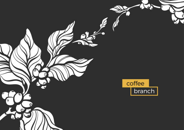 bildbanksillustrationer, clip art samt tecknat material och ikoner med gren av kaffe. vector mall - coffe branch with beans