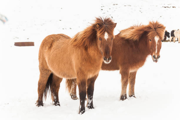 istock Icelandic real horse during winter snow 911617904