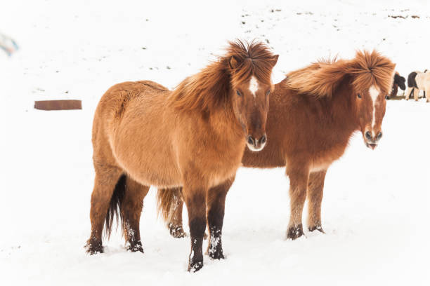 cavalo islandês de verdade durante a neve do inverno - horse iceland winter snow - fotografias e filmes do acervo