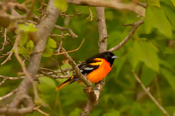 istock Delicious Male Baltimore Oriole 91161824