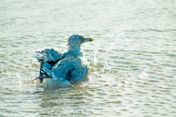 herring gull taking a bath in the Baltic sea in Poland