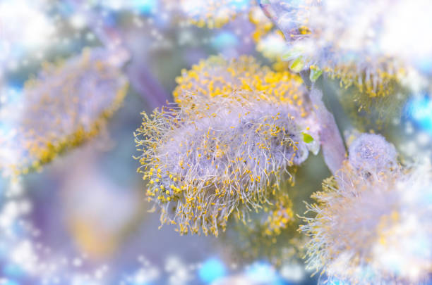 Branches of pussy willow on blue background