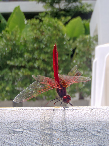 Red-veined dropwing Dragonfly Trithemis arteriosa is a species of dragonfly