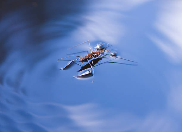pond-skater on blue water surface stock photo