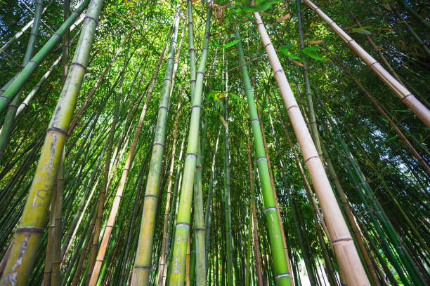 istock The dense bamboo grove in Sochi arboretum 911622994
