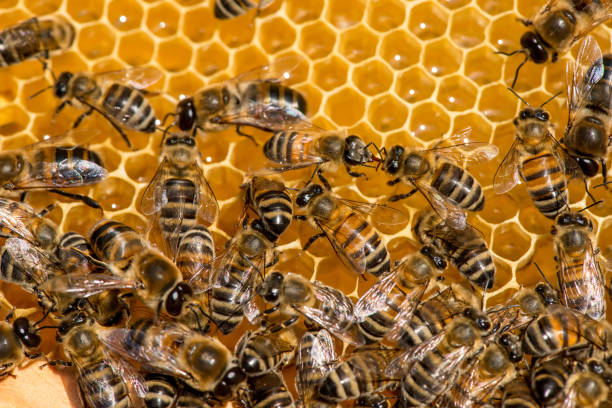 istock closeup of bees on honeycomb in apiary 911625952
