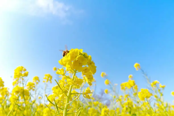 Photo of Canola flowers and honey bee