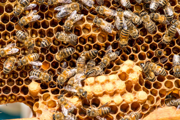 istock closeup of bees on honeycomb in apiary 911629208