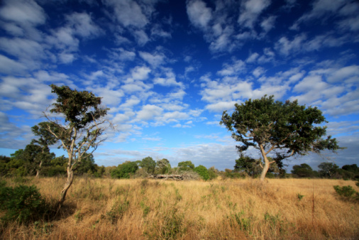 White rhinoceros sleeping under a tree from Hluhluwe–Imfolozi Park, South Africa. African wildlife. Ceratotherium simum