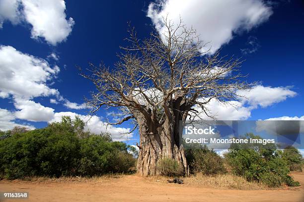 Foto de Baobab In Kruger Park África Do Sul e mais fotos de stock de Parque Nacional de Kruger - Parque Nacional de Kruger, República da África do Sul, Cerrado - Deserto