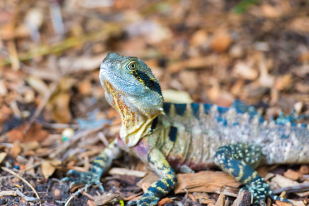 istock Colorful Australian Eastern Water Dragon with focus on eyes 911636512