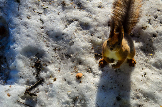 eichhörnchen sie auf schnee im stadtpark - 7654 stock-fotos und bilder