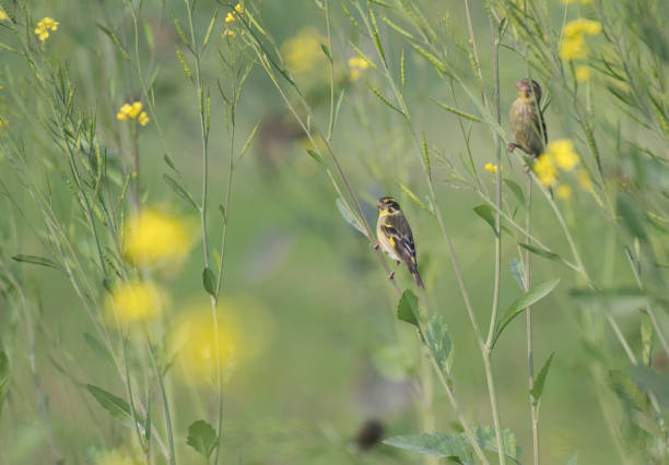 istock Yellow-breasted greenfinch 911645804